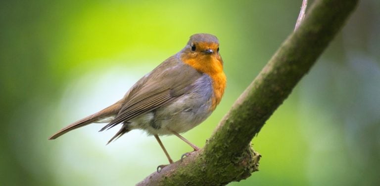 Is Yarn safe for birds?