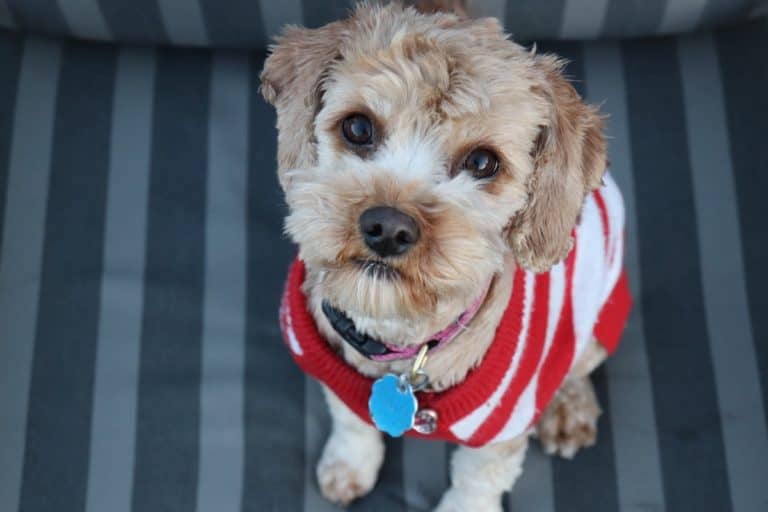 Best Yarns For Knitting Or Crocheting A Dog Sweater