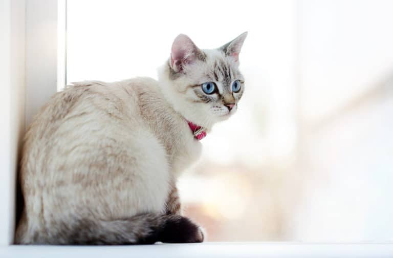 How To Crochet A Cat Collar That Is Safe For Your Cat