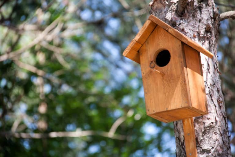 The Best Wood For Birdhouses
