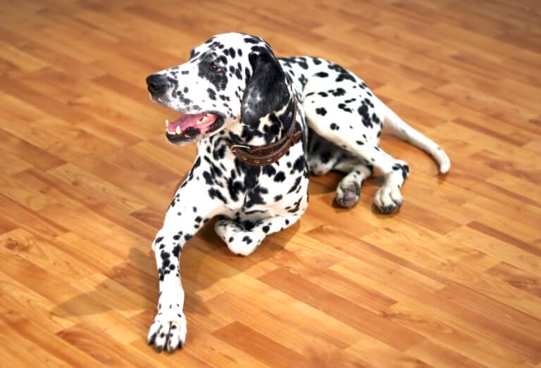 3 Best Wood Stains That Are Safe For Pets