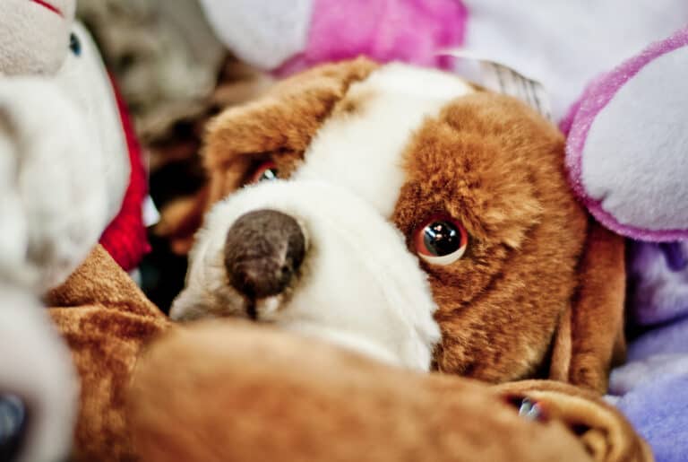 9 Best Eyes For Stuffed Animals