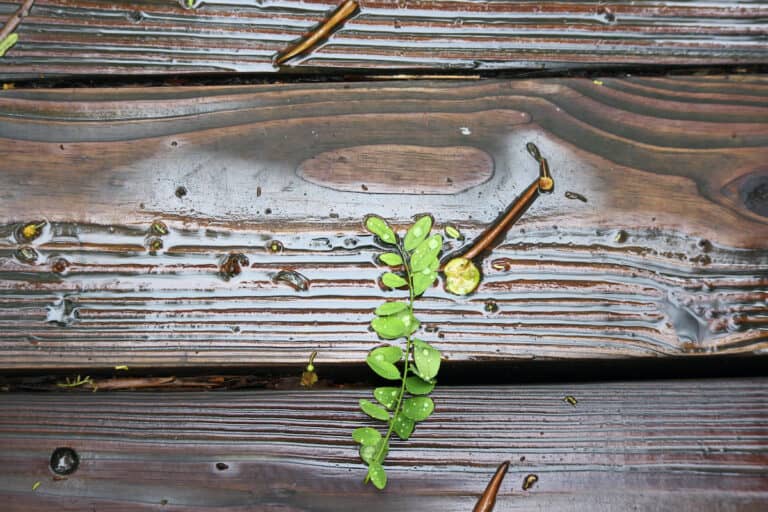 Can You Sand Wet Wood?