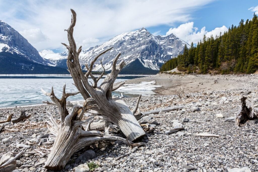 Where To Find Driftwood For Craft Projects The Creative Folk